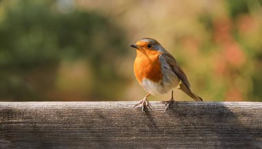 beautiful European robin akas robin redbreast scientific name Erithacus rubecula of animal class birds, on a wooden fence, AI generated image clipart