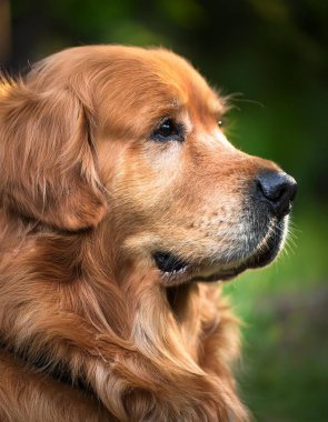 Golden retriever köpeği bilimsel adı Canis lupus familiaris, yüzünün ayrıntıları, kenar görüş, yapay zekanın oluşturduğu görüntü.