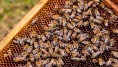 Bal arısı bilimsel sınıflandırması hayvan sınıfı böceklerin Hymenoptera 'sı, arı kovanı içinde yapay zeka imgesi oluşturdu.