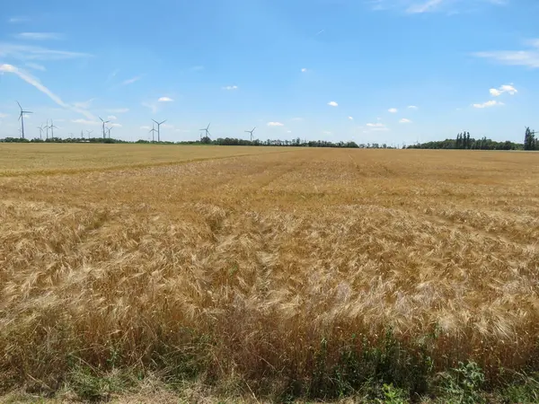 Yeşil enerji üretmek için buğday tarlası ve rüzgar türbiniyle kırsal alan manzarası