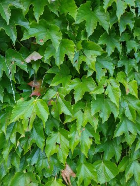 yeşil yaprakları doku bir arka plan olarak yararlı