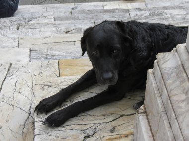 Hayvan sınıfı memelilerin siyah evcil köpeği bilimsel adı Canis lupus familiaris.