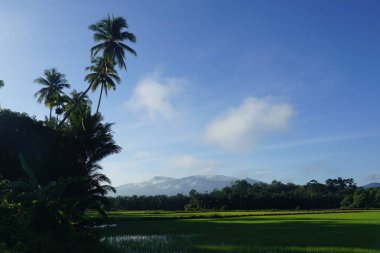 Baling, Kedah 'daki çeltik tarlasının manzarası