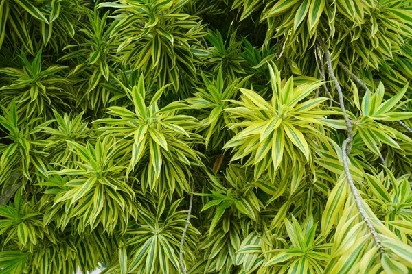 Close Leaves Plant — Stock Photo, Image