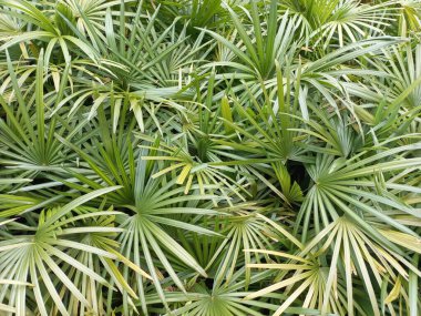 Yaprak bitkisini kapat