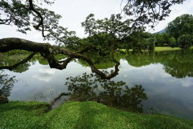 Taiping Gölü Bahçesi, Perak, Malezya manzarası