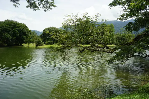 Taiping Gölü Bahçesi, Perak, Malezya manzarası