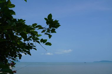 Sahilde ıssız bir ağaç.