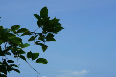 Sahilde ıssız bir ağaç.