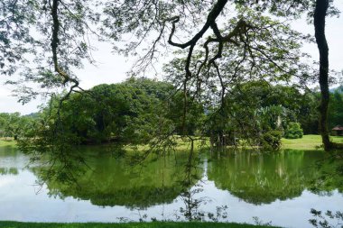 Taiping Gölü Bahçesi, Perak, Malezya manzarası