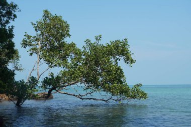 Tanjung Tuan, Port Dickson, Malezya sahilindeki manzara