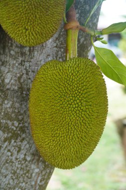 Ağaçtaki genç meyveleri yakın.