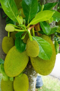 Ağaçtaki genç meyveleri yakın.