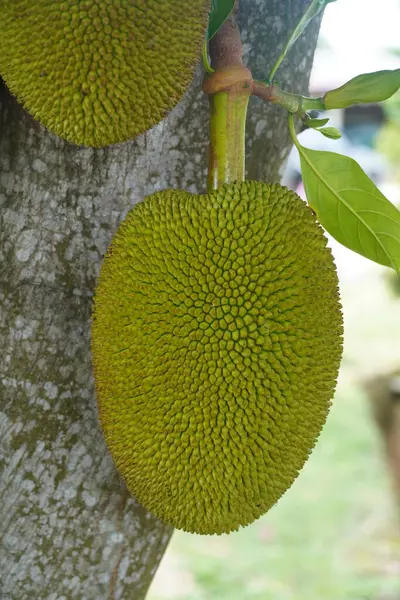 Ağaçtaki genç meyveleri yakın.