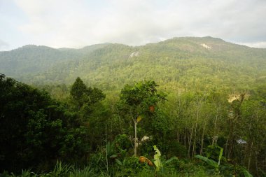 Güneydoğu Asya 'nın en yüksek şelalesi olan Gunung Stong Şelalesinin manzarası, Dabong bölgesinde, Kelantan, Malezya