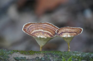 Kahverengi mantarları kapatın.