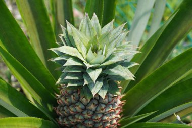 Ağaçta ananas meyvesi