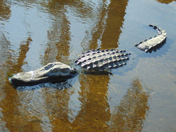 Alligator Het Water — Stockfoto