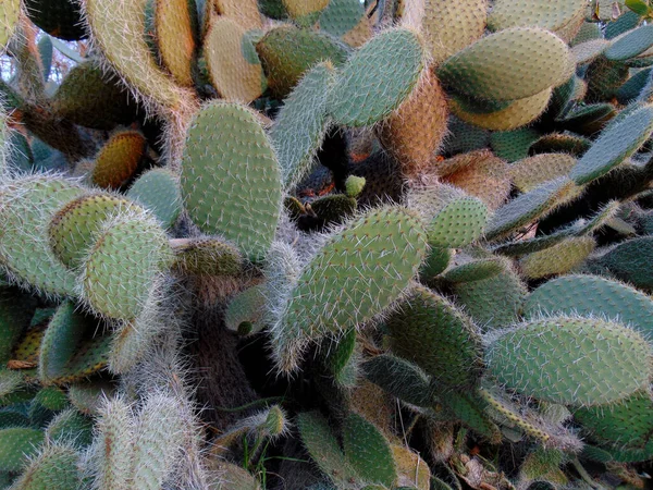 Healthy Cactus Bloom Photo — Stock Photo, Image
