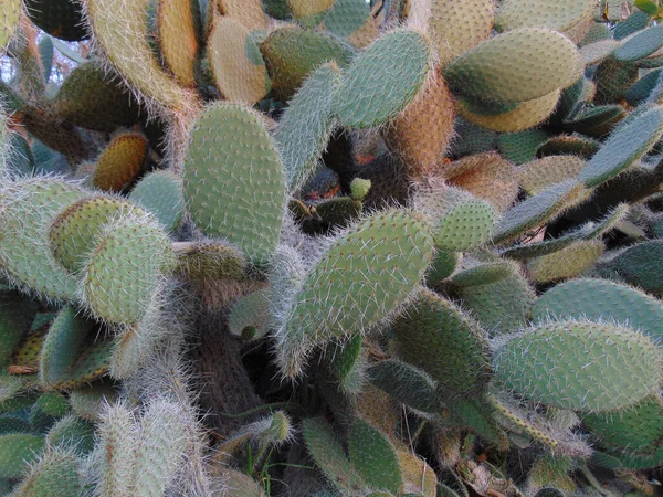 Zdravý Kaktus Květinové Fotografii — Stock fotografie