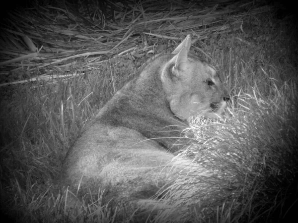 Orman Kedisi Çalılıklarda Dinleniyor Siyah Beyaz — Stok fotoğraf