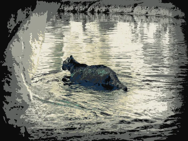 Kot Dżungli Przechodzący Przez Jezioro — Zdjęcie stockowe