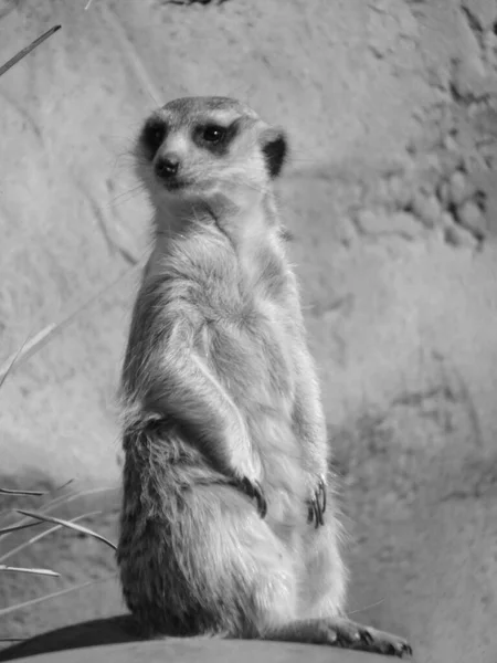 Meerkat Dans Une Pose Noir Blanc — Photo