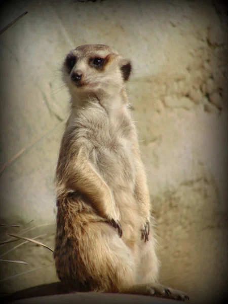 Meerkat Dans Une Pose Dans Style Lomo — Photo