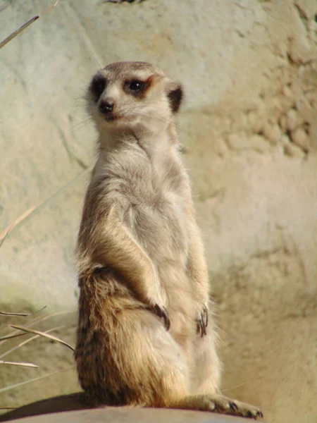 Meerkat Dans Une Pose — Photo