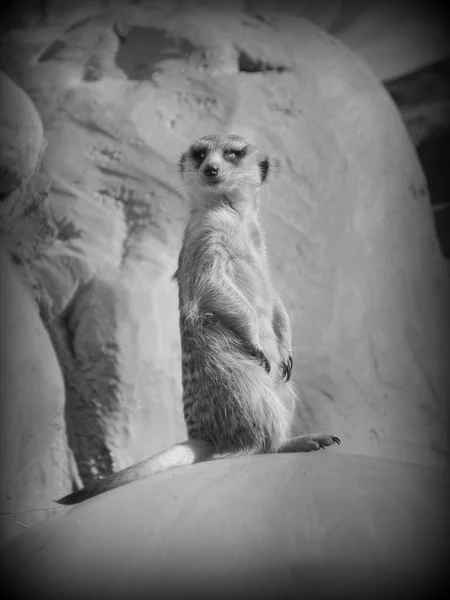 Meerkat Dans Une Pose Style Bitmap — Photo