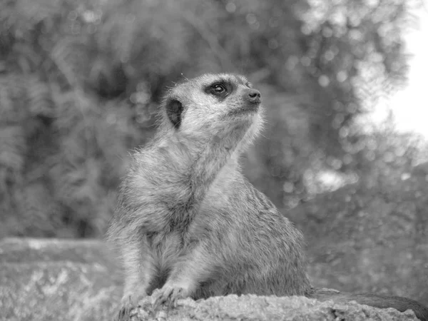 Meerkat Regarder Dans Après Midi Dans Parc Conservation Noir Blanc — Photo