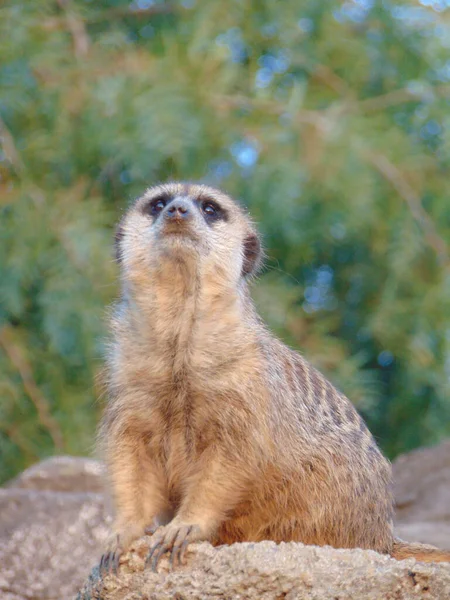 Meerkat Observation Dans Après Midi Dans Parc Conservation — Photo