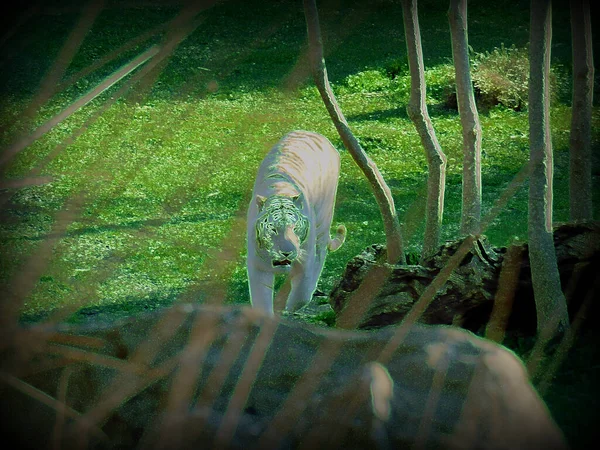 Tigre Branco Andando Foto Parque Conservação Com Efeito Neon — Fotografia de Stock
