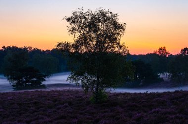 Westruper Heath 'de akşam gökyüzü yükselen sis ile