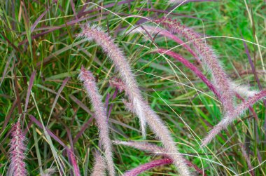 Pennisetum Advena Bahçedeki Kiraz Parıltısı Çimeni