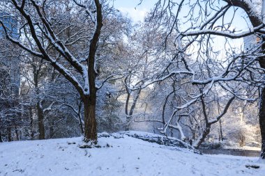 Central Park, ağaçlarla, patikalarla ve kış gökyüzünün altında parlayan banklarla kaplıydı. Huzurlu manzara, soğuk mevsim boyunca New York City sembolik parkının huzurlu güzelliğini yansıtıyor. Huzuru ve mevsimsel cazibeyi çağrıştırıyor..