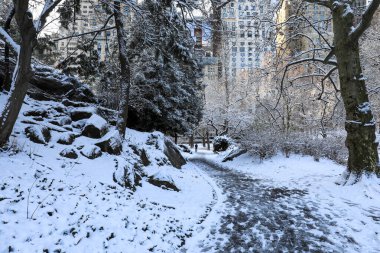 Central Park, ağaçlarla, patikalarla ve kış gökyüzünün altında parlayan banklarla kaplıydı. Huzurlu manzara, soğuk mevsim boyunca New York City sembolik parkının huzurlu güzelliğini yansıtıyor. Huzuru ve mevsimsel cazibeyi çağrıştırıyor..