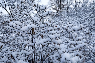 Central Park, ağaçlarla, patikalarla ve kış gökyüzünün altında parlayan banklarla kaplıydı. Huzurlu manzara, soğuk mevsim boyunca New York City sembolik parkının huzurlu güzelliğini yansıtıyor. Huzuru ve mevsimsel cazibeyi çağrıştırıyor..