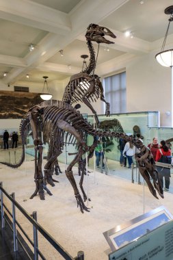 New York 'taki Amerikan Doğal Tarih Müzesi' nde sergilenen iç sergilerde fosiller, diyoramalar ve kültürel eserler de dahil olmak üzere büyüleyici bilimsel sergiler sergileniyor. Doğal bilime, tarihe ve insan keşfine büyüleyici bir bakış..