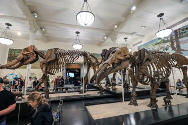 New York 'taki Amerikan Doğal Tarih Müzesi' nde sergilenen iç sergilerde fosiller, diyoramalar ve kültürel eserler de dahil olmak üzere büyüleyici bilimsel sergiler sergileniyor. Doğal bilime, tarihe ve insan keşfine büyüleyici bir bakış..