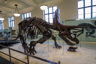 New York 'taki Amerikan Doğal Tarih Müzesi' nde sergilenen iç sergilerde fosiller, diyoramalar ve kültürel eserler de dahil olmak üzere büyüleyici bilimsel sergiler sergileniyor. Doğal bilime, tarihe ve insan keşfine büyüleyici bir bakış..