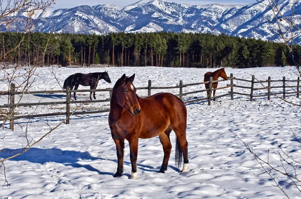 Drei Pferde Auf Der Schneebedeckten Weide Auf Einem Bauernhof Bozeman Stockfoto