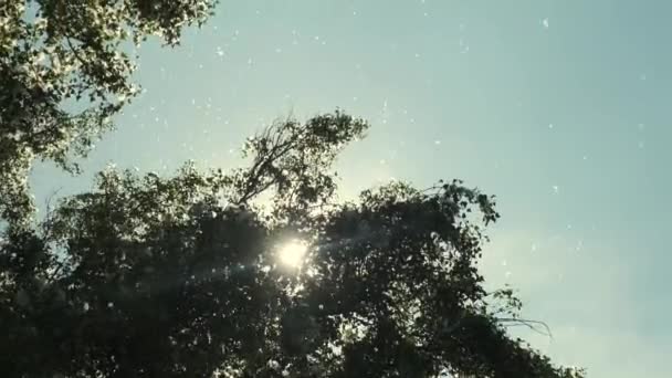 Pappelflocken Flaum Der Vor Bäumen Der Luft Schwebt Flauschige Baumwollblütenzweige — Stockvideo