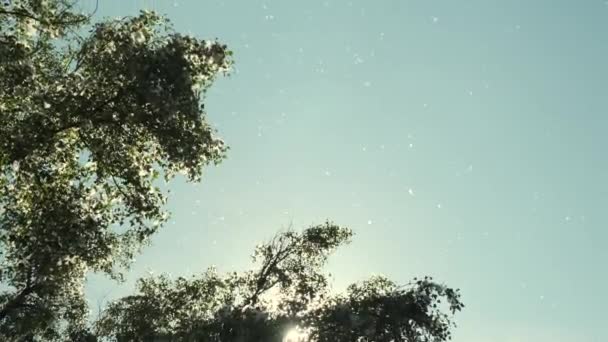 Poplar Bulu Fluff Mengambang Udara Depan Pohon Berbulu Kapas Mekar — Stok Video