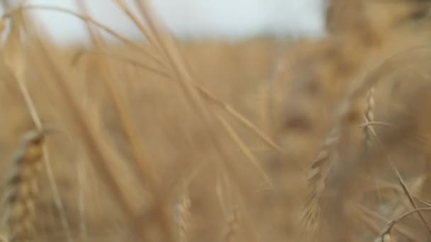 Zraje Pšeničné Pole Špičáky Pšenice Obilím Při Západu Slunce Pšeničné — Stock video