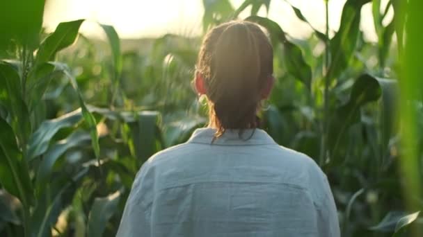 Mujer Camina Campo Maíz Agricultor Caminando Por Campo Verduras Atardecer — Vídeos de Stock
