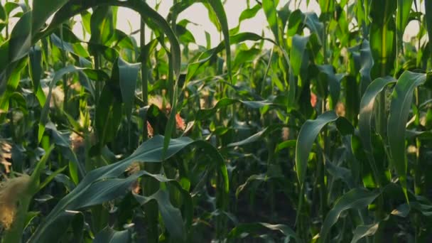 Кукурудзяне Листя Заході Сонця Кукурудза Урожай Польовий Пейзаж Блакитним Небом — стокове відео