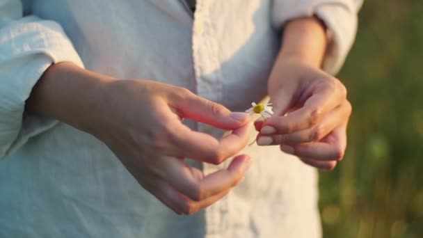 Papatya Çiçeğinin Yapraklarını Koparan Kadın Elleri Sarı Papatya Çiçeğini Tutan — Stok video