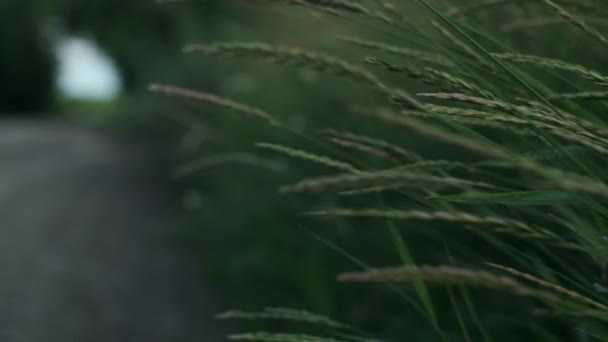 Zielona Trawa Rośnie Pobliżu Drogi Kamera Poruszająca Się Przez Trawę — Wideo stockowe