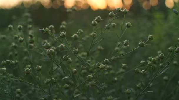 Zielone Nasiona Lnu Zachodzie Słońca Lniane Kwiaty Trzepoczą Wietrze Lniane — Wideo stockowe